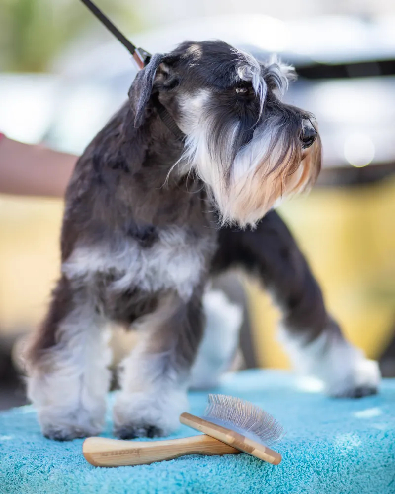 Frisch getrimmter Zwergschnauzer steht auf dem Pflegetisch