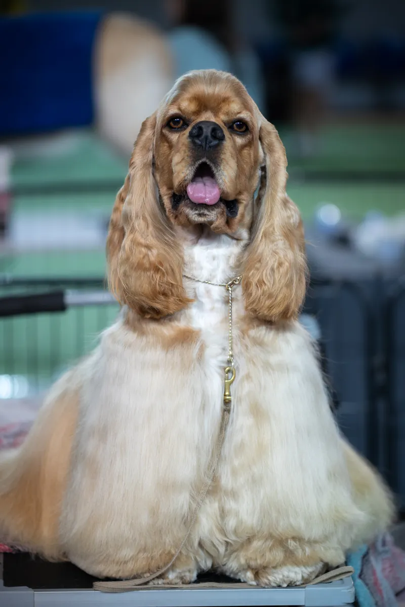 Cocker Spaniel mit glänzendem, ausgebürstetem Fell