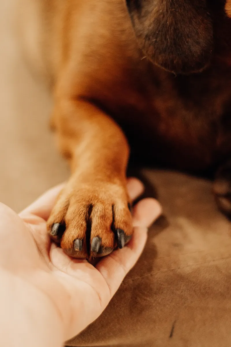 Gepflegte Hundepfote liegt vertrauensvoll in einer Hand