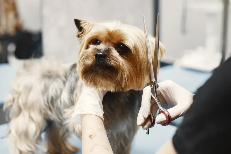 Nahaufnahme: Hände schneiden das Fell eines Yorkshire Terriers mit der Schere